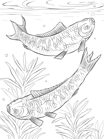 Koi Fishes Coloring Page